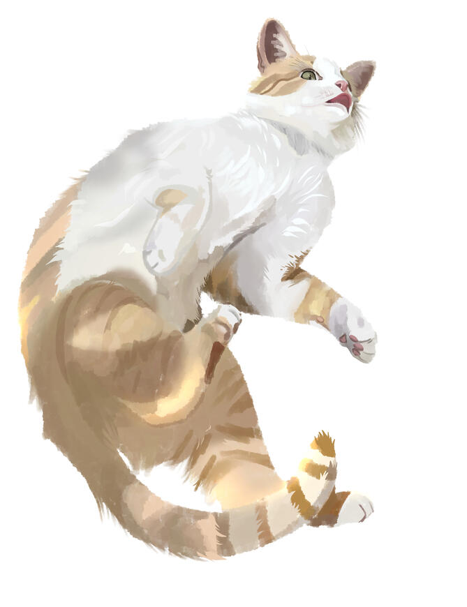 $70 Pet Portrait